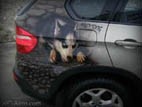 Аэрография на BMW X5 – Mad Dog